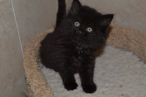 Shakira - ADOPTED 12.22.18