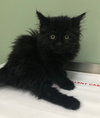Shakira - ADOPTED 12.22.18