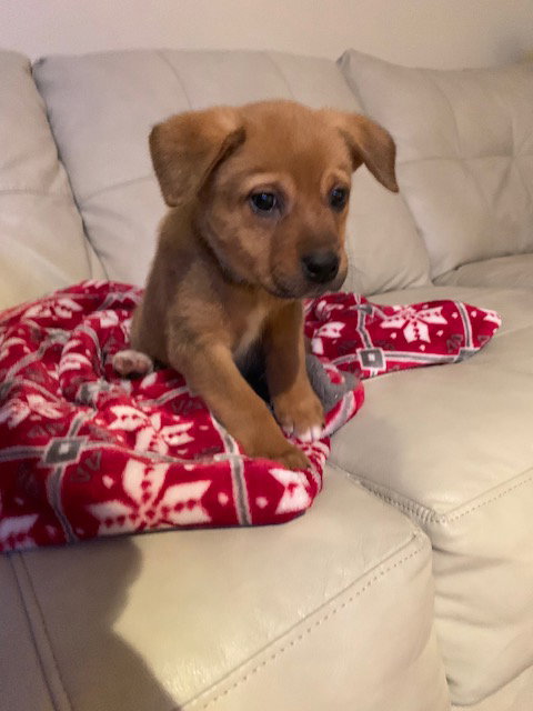 Amigo -  ADOPTED 12.23.18