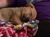 Amigo -  ADOPTED 12.23.18
