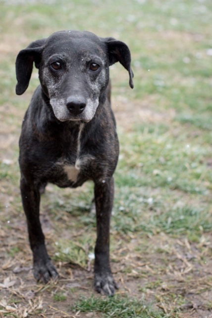 Marisa - ADOPTED 08.21.19