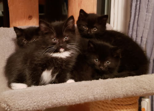 Wc litter - Mystery - ADOPTED 01.02.19