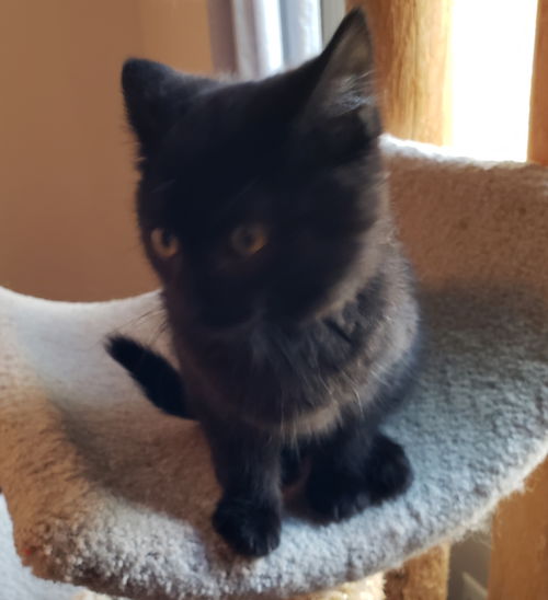 Wc litter Ember - ADOPTED 04.11.19