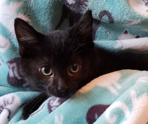 Wc litter - Onyx - ADOPTED 02.27.19