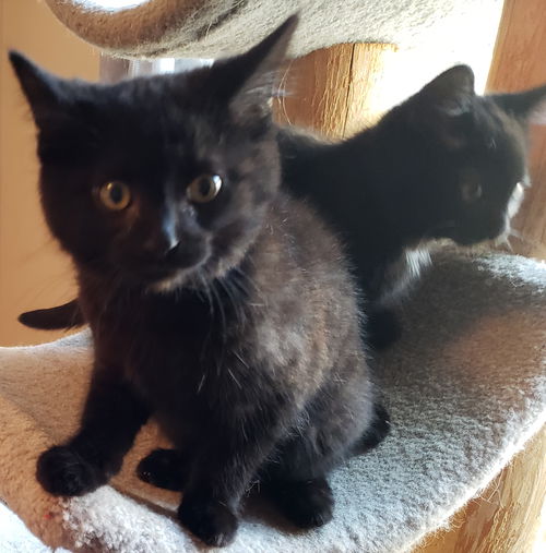 Wc litter Coal - ADOPTED 04.11.19