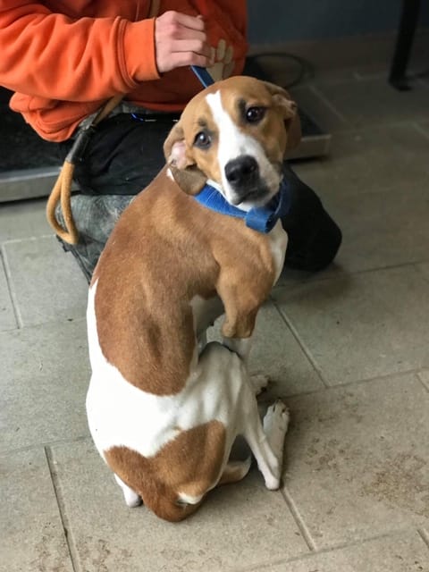 Avery - ADOPTED 01.17.19