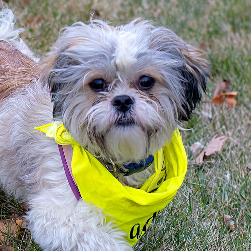 Quark - ADOPTED 02.10.19