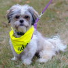 Quark - ADOPTED 02.10.19