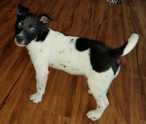 Is Litter Phoebe - ADOPTED 04.12.19