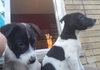 Is Litter Phoebe - ADOPTED 04.12.19