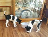 Is Litter Phoebe - ADOPTED 04.12.19