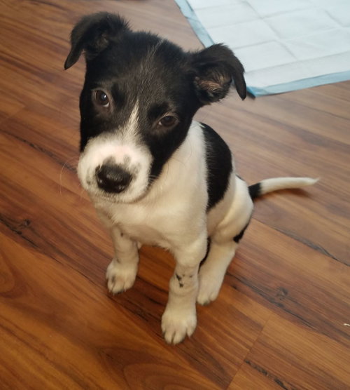 Is Litter - Monica - ADOPTED 02.10.19