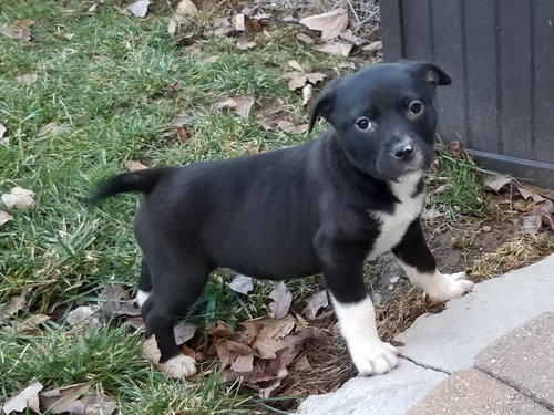 Is Litter - Rachel - ADOPTED 01.22.19