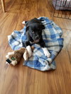 Is Litter - Rachel - ADOPTED 01.22.19