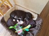 Is Litter - Rachel - ADOPTED 01.22.19