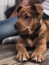 Toasty - ADOPTED 01.19.19