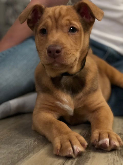 Toasty - ADOPTED 01.19.19