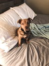 Toasty - ADOPTED 01.19.19