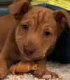 Toasty - ADOPTED 01.19.19