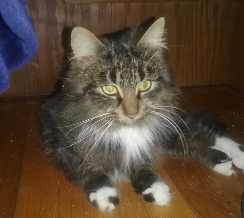 Italia - ADOPTED 01.26.19