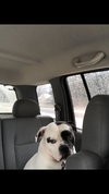 Boss - ADOPTED 02.22.19