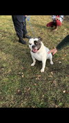 Boss - ADOPTED 02.22.19