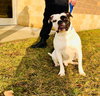 Boss - ADOPTED 02.22.19