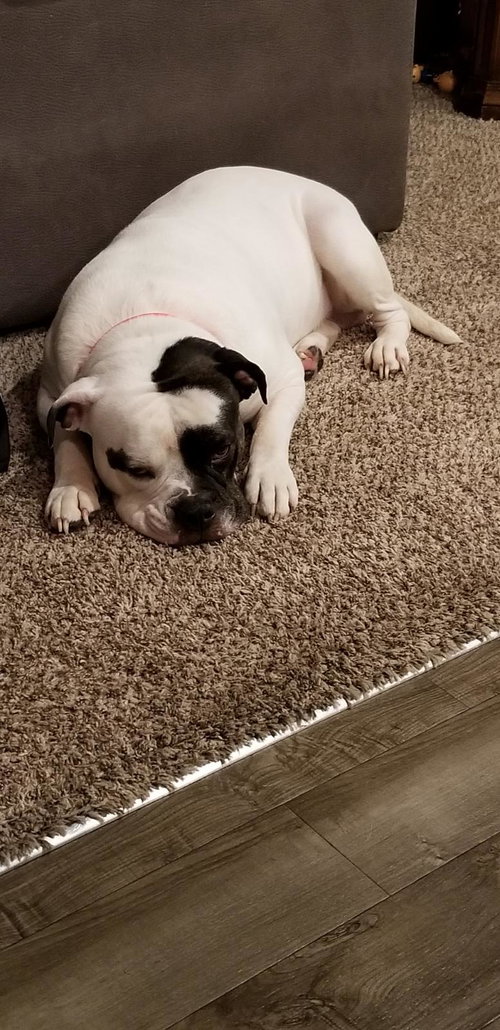 Boss - ADOPTED 02.22.19