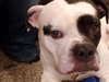 Boss - ADOPTED 02.22.19