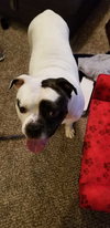 Boss - ADOPTED 02.22.19