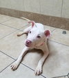 Blizzard ♥ - ADOPTED 01.27.19