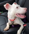 Blizzard ♥ - ADOPTED 01.27.19