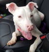 Blizzard ♥ - ADOPTED 01.27.19