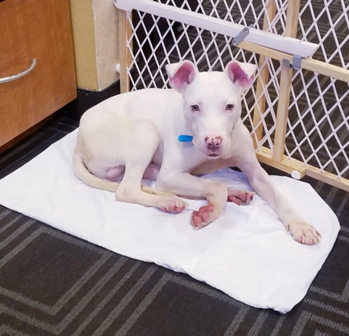 Blizzard ♥ - ADOPTED 01.27.19