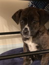 Ks Litter Amadeus - ADOPTED 02.13.19