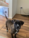 Ks Litter Amadeus - ADOPTED 02.13.19
