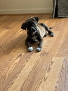 Ks Litter Amadeus - ADOPTED 02.13.19