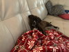 Ks Litter Amadeus - ADOPTED 02.13.19