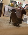 Ks Litter Amadeus - ADOPTED 02.13.19