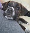 Ks Litter Amadeus - ADOPTED 02.13.19