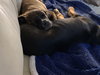 Ks Litter Amadeus - ADOPTED 02.13.19