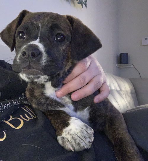 Ks Litter Amadeus - ADOPTED 02.13.19
