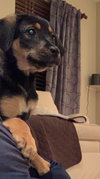 Ks Litter Connelly - ADOPTED 08.10.19