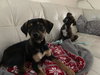 Ks Litter Connelly - ADOPTED 08.10.19