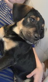 Ks Litter Connelly - ADOPTED 08.10.19