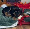 Ks Litter Connelly - ADOPTED 08.10.19