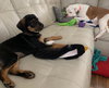 Ks Litter Connelly - ADOPTED 08.10.19