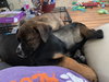Ks Litter Connelly - ADOPTED 08.10.19