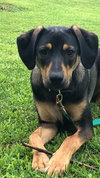 Ks Litter Connelly - ADOPTED 08.10.19