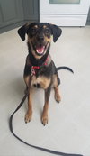 Ks Litter Connelly - ADOPTED 08.10.19
